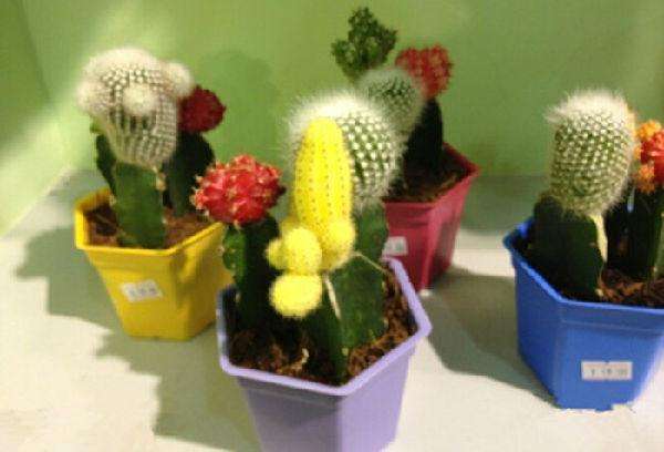 裝修小知識 辦公室花卉綠植該怎么擺放？有哪些注意事項